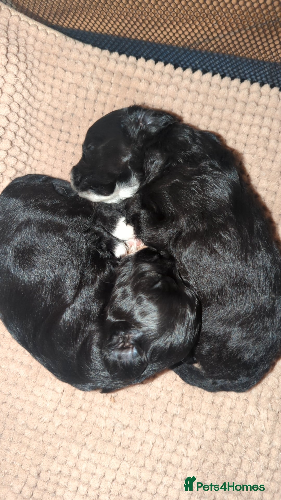Maltipoo dogs for sale: Maltipoo  - Image 7