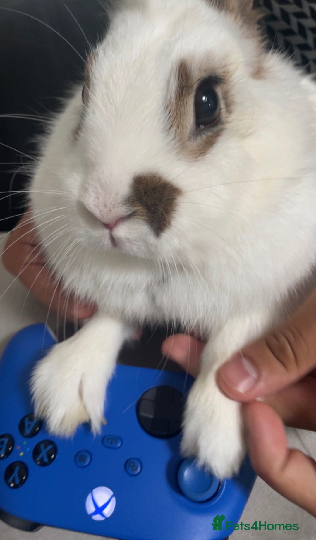 Mixed Breed rabbits for sale: Coco & Poppy - Advert 3