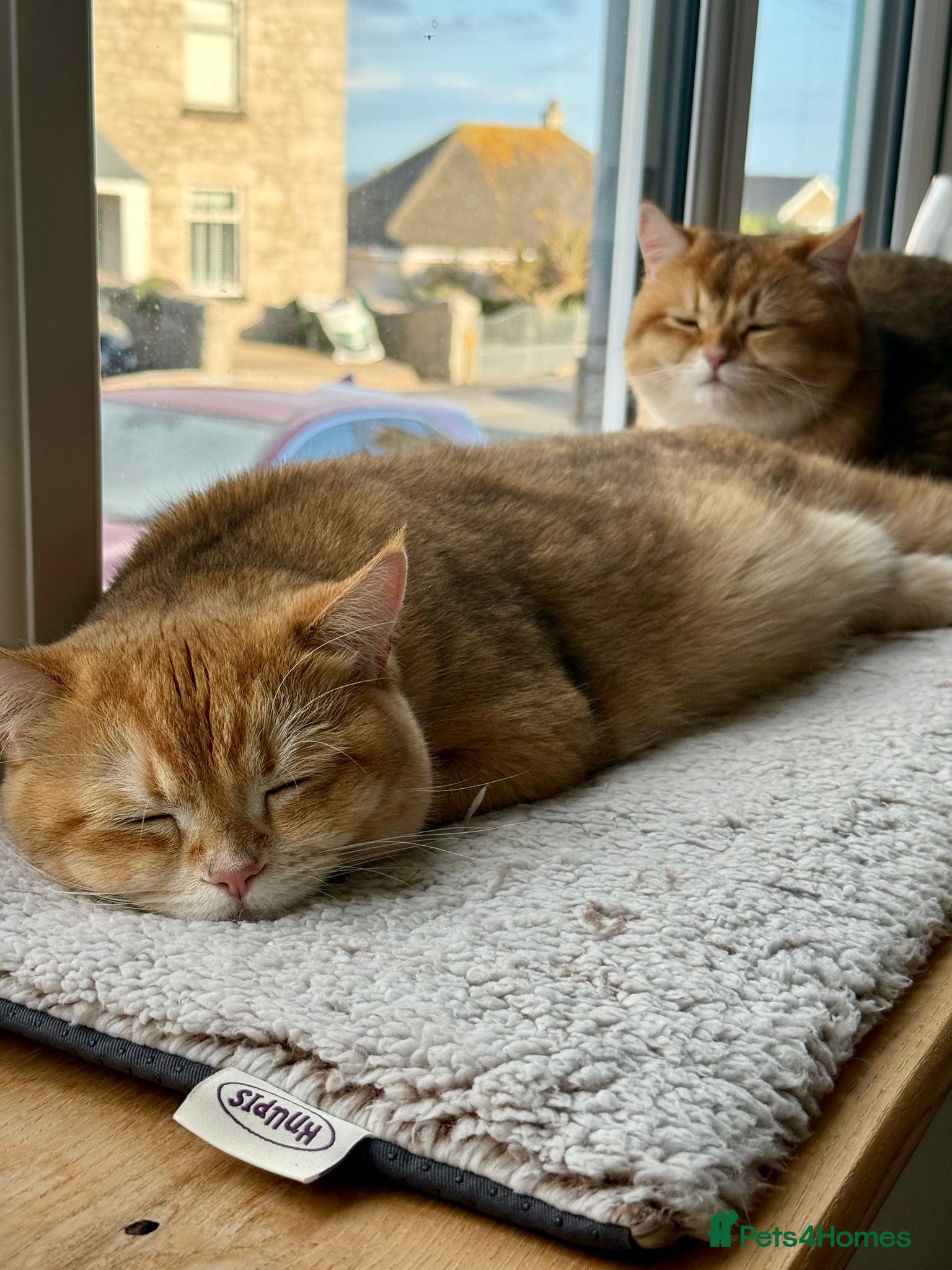 British Shorthair cats for sale: 2 boys Golden BSH for rehoming  - Advert 14