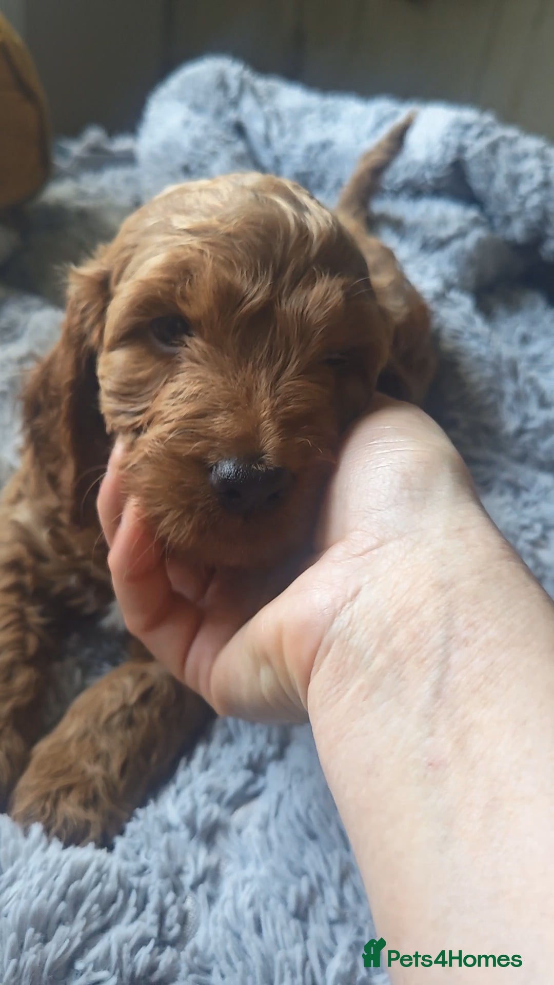 Cockapoo dogs 5* Licensed Breeder Cockapoo puppies F1 - Advert 2