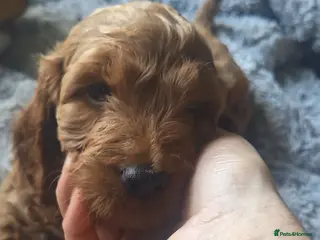 Cockapoo dogs 5* Licensed Breeder Cockapoo puppies F1 - Advert 4