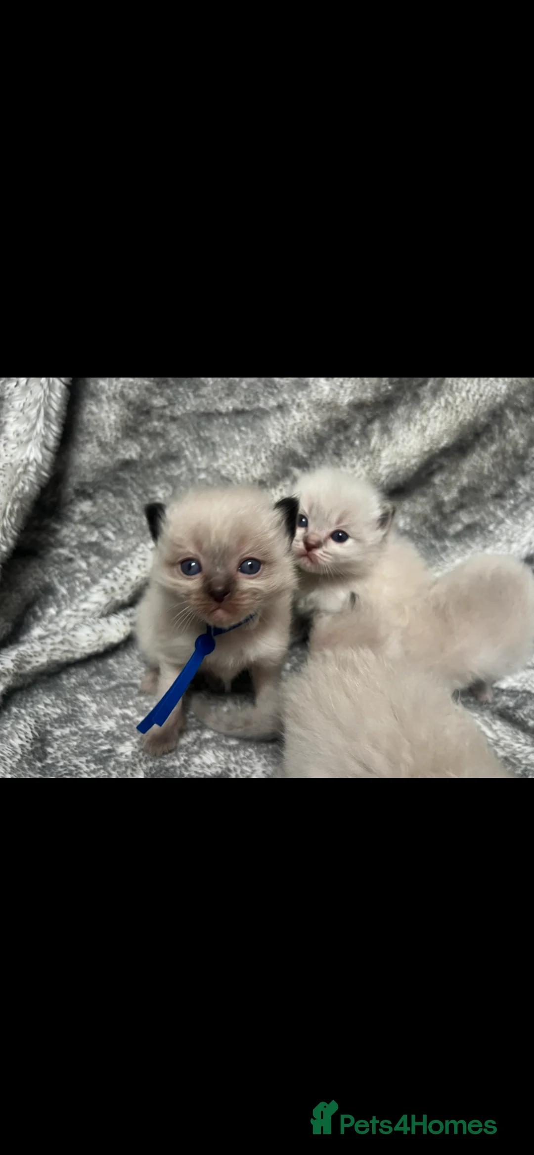 Ragdoll cats for sale: Gccf Luxury Seal Lynx Point Ragdoll Kittens  - Advert 6