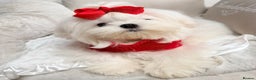 Maltese dogs for sale: Beautiful 6 month old Maltese Puppy Ready Now - Advert 17