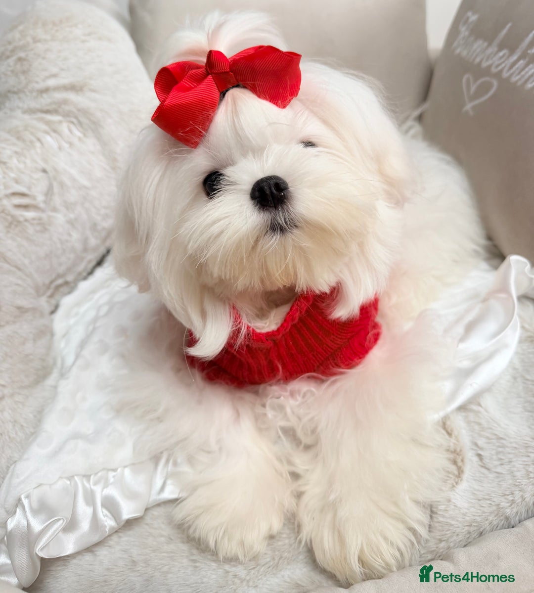 Maltese dogs for sale: Beautiful 6 month old Maltese Puppy Ready Now - Advert 17
