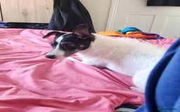 Jack Russell dogs for sale: Jack Russell  - Image 1