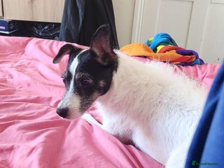 Jack Russell dogs - Advert 1