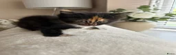 Mixed Breed cats for sale: 5 beautiful kittens  - Advert 11