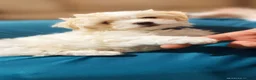 Mixed Breed dogs for sale: Bichon Maltese  - Advert 2