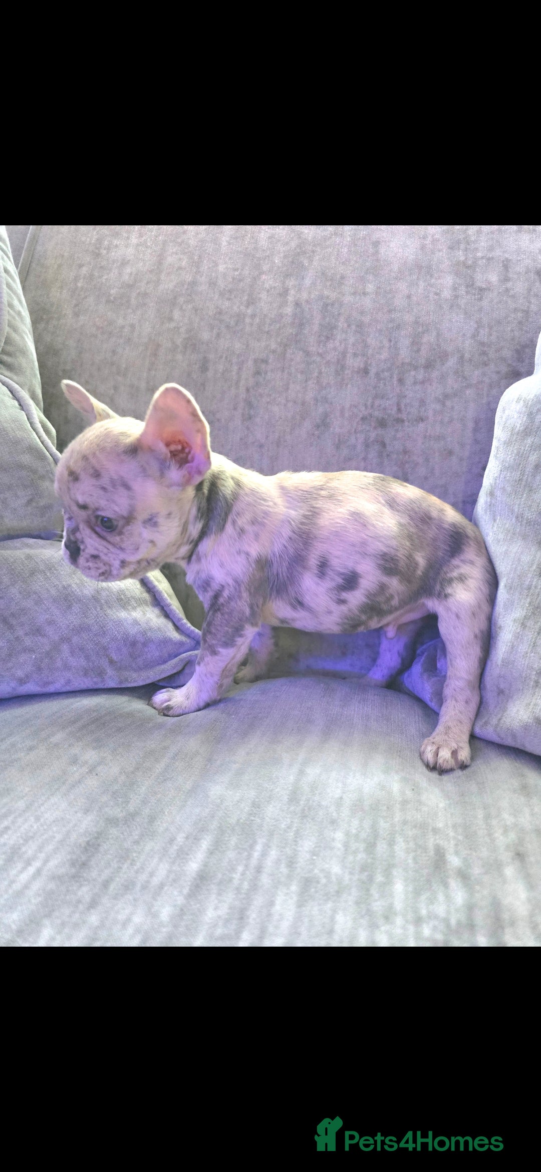 French Bulldog dogs for sale: French bulldog merle puppys  - Advert 3