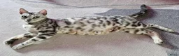 Bengal cats for sale: Genetic Health Tested Silver Bengal Female - Advert 4