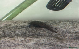 Plecos fish for sale: Watermelon Pleco  🍉 talking catfish and fish tank - Image 4