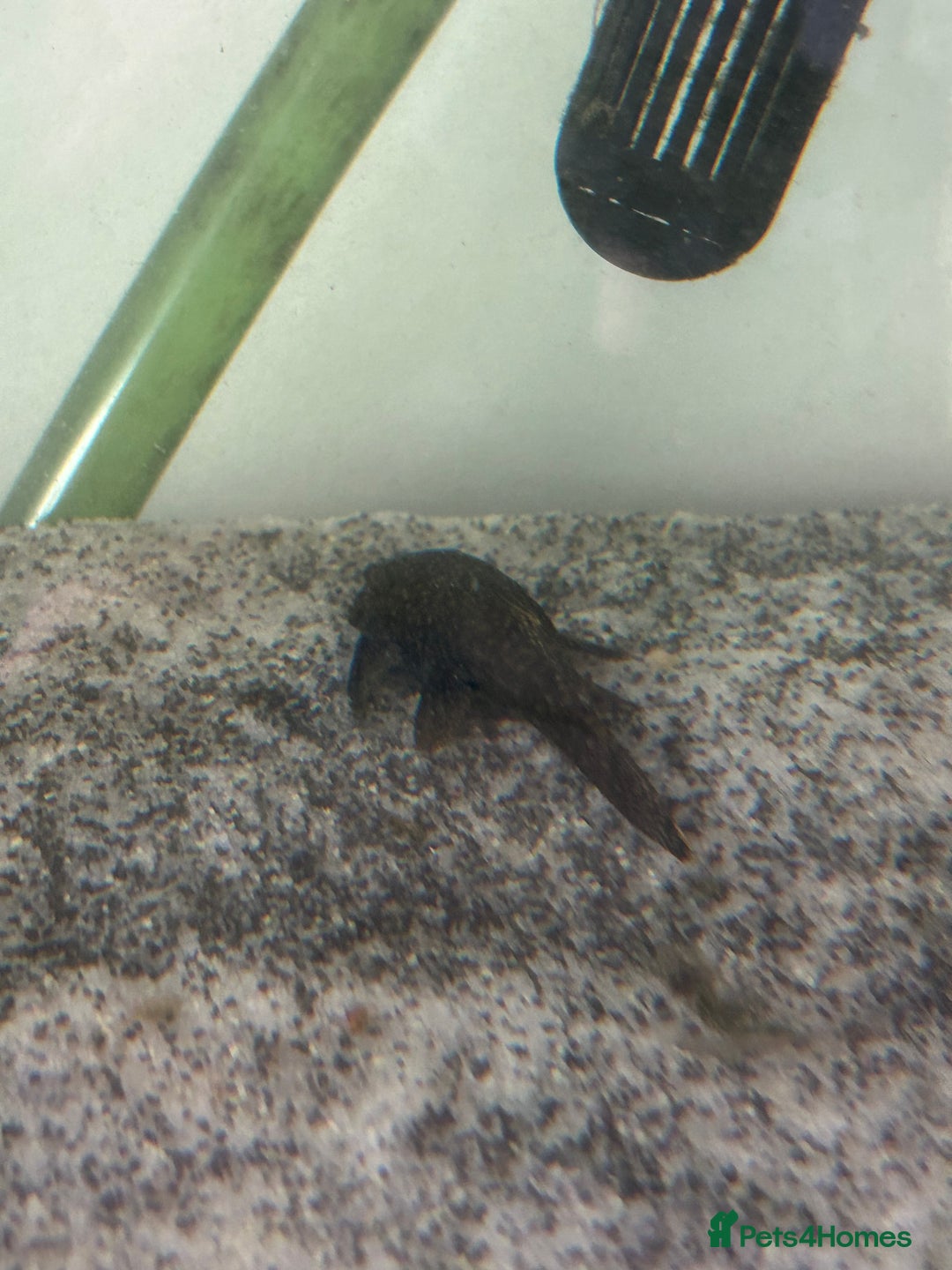 Plecos fish for sale: Watermelon Pleco  🍉 talking catfish and fish tank - Image 4