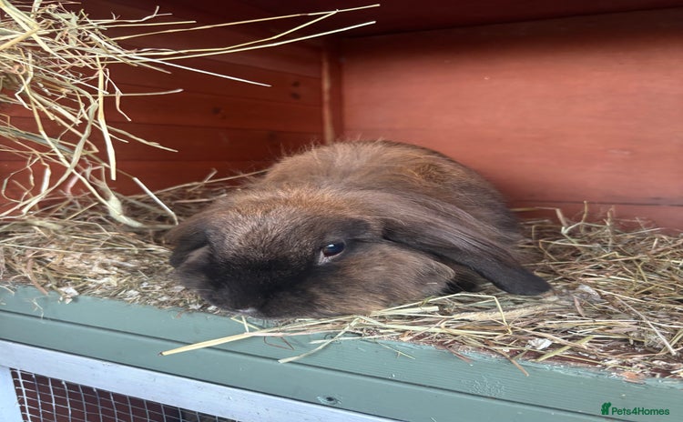 Mini Lion Lop rabbits - Advert 1