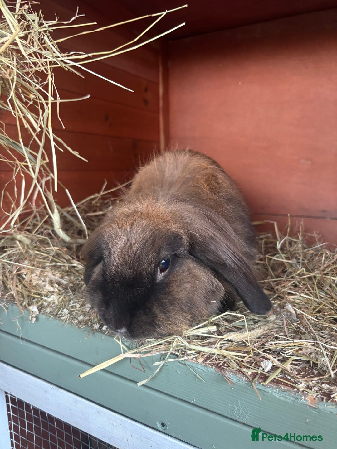 Mini Lion Lop rabbits for sale: Cocoa - Image 1