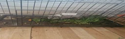 Dwarf Hotot rabbits for sale: Cute dwarf rabbit for sale with cage in Batley - Advert 2