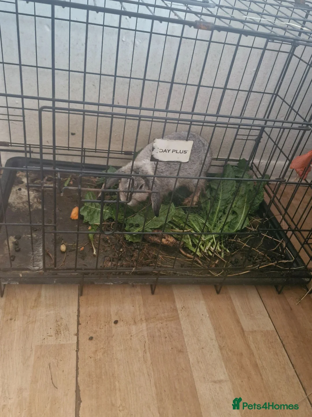 Dwarf Hotot rabbits for sale: Cute dwarf rabbit for sale with cage in Batley - Advert 2