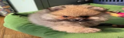 Pomeranian dogs for sale: Beautiful sable girl  - Advert 12