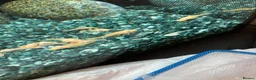 Plecos fish for sale: Blue-eye lemon Bristlenose pleco juveniles  - Advert 10