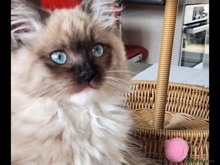 Ragdoll cats Gorgeous Ragdoll - Advert 1