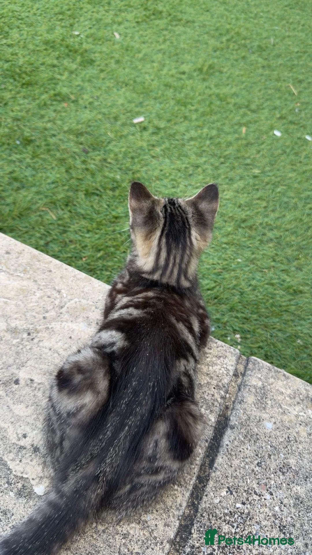 Mixed Breed cats for sale: 11-Week-Old Female Kitten Looking for Loving Home - Advert 2