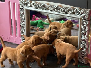 Labrador Retriever dogs Just a beautiful litter Deep reds - Advert 9