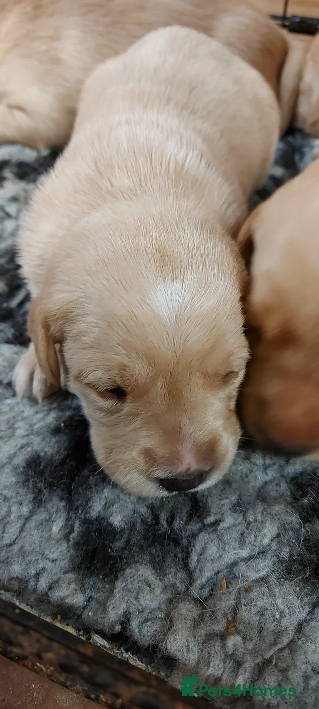 Fox red labrador pups for sale in Irvine | Pets4Homes