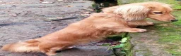 Miniature Dachshund dogs for sale: K.C. Reg. Longhaired Miniature Males - Advert 3