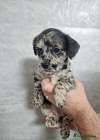 Mixed Breed dogs Frenchi /Mini Poodle Puppies First Gen ❤️ - Advert 5