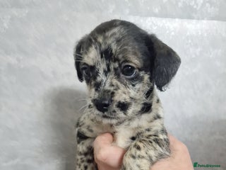 Mixed Breed dogs Frenchi /Mini Poodle Puppies First Gen ❤️ - Advert 3