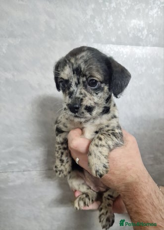 Mixed Breed dogs Frenchi /Mini Poodle Puppies First Gen ❤️ - Advert 12