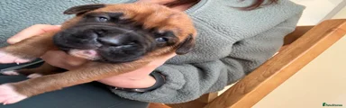 Boxer Puppy 2