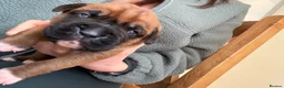 Boxer dogs for sale: 4 Boxer Puppies - Advert 4