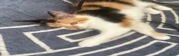 Mixed Breed cats for sale: Accidental litter  in Ipswich - Advert 3