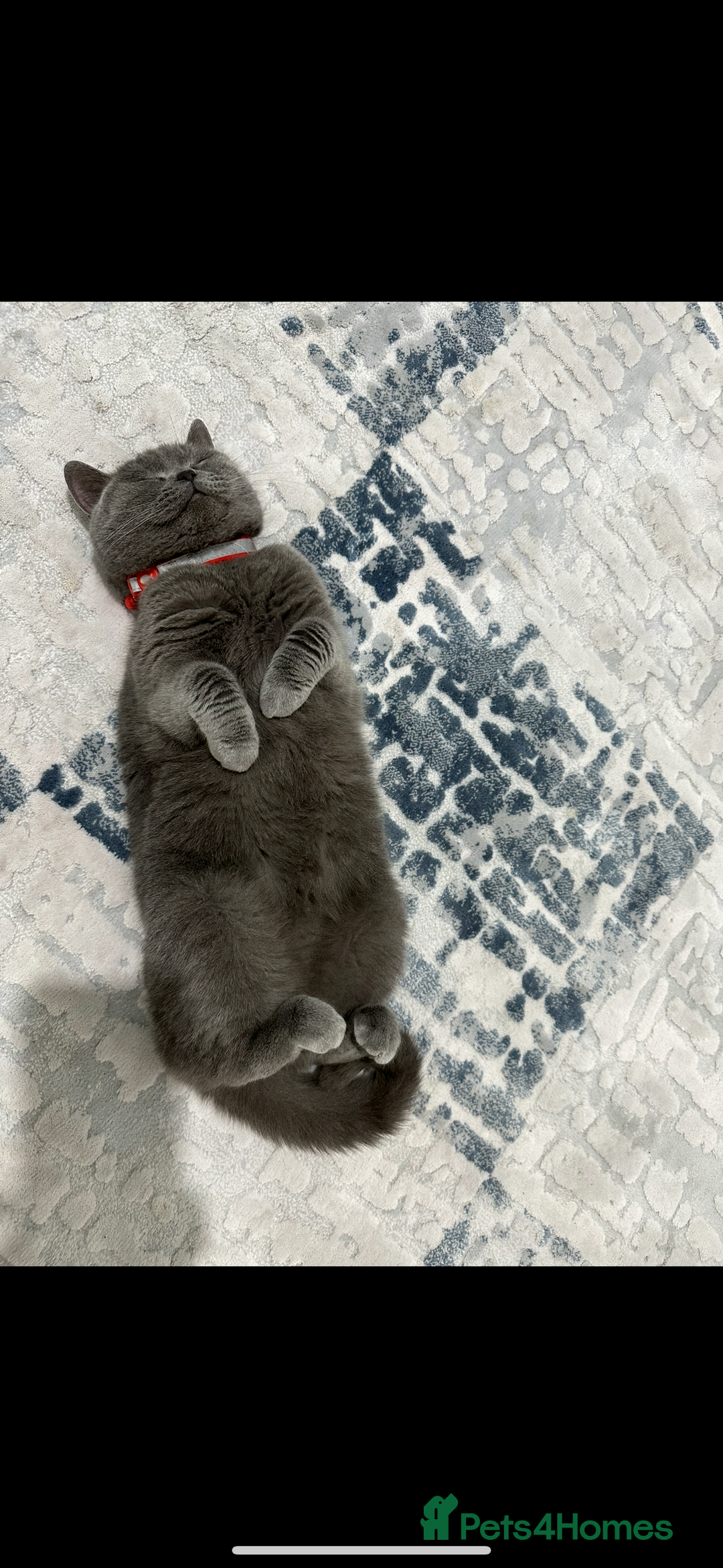British Shorthair cats for sale: Her name is Rose  - Image 4