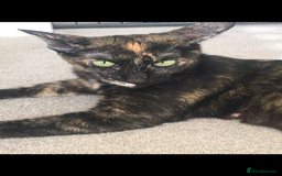 Oriental cats for sale: Oriental x Sphynx kittens  - Image 3