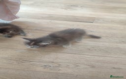 Maine Coon cats for sale: Fully health tested and Tica registered  in Great Missenden - Image 37