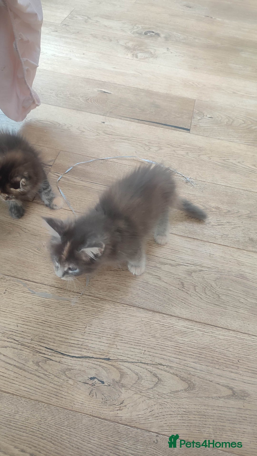 Maine Coon cats for sale: Fully health tested and Tica registered  in Great Missenden - Image 37