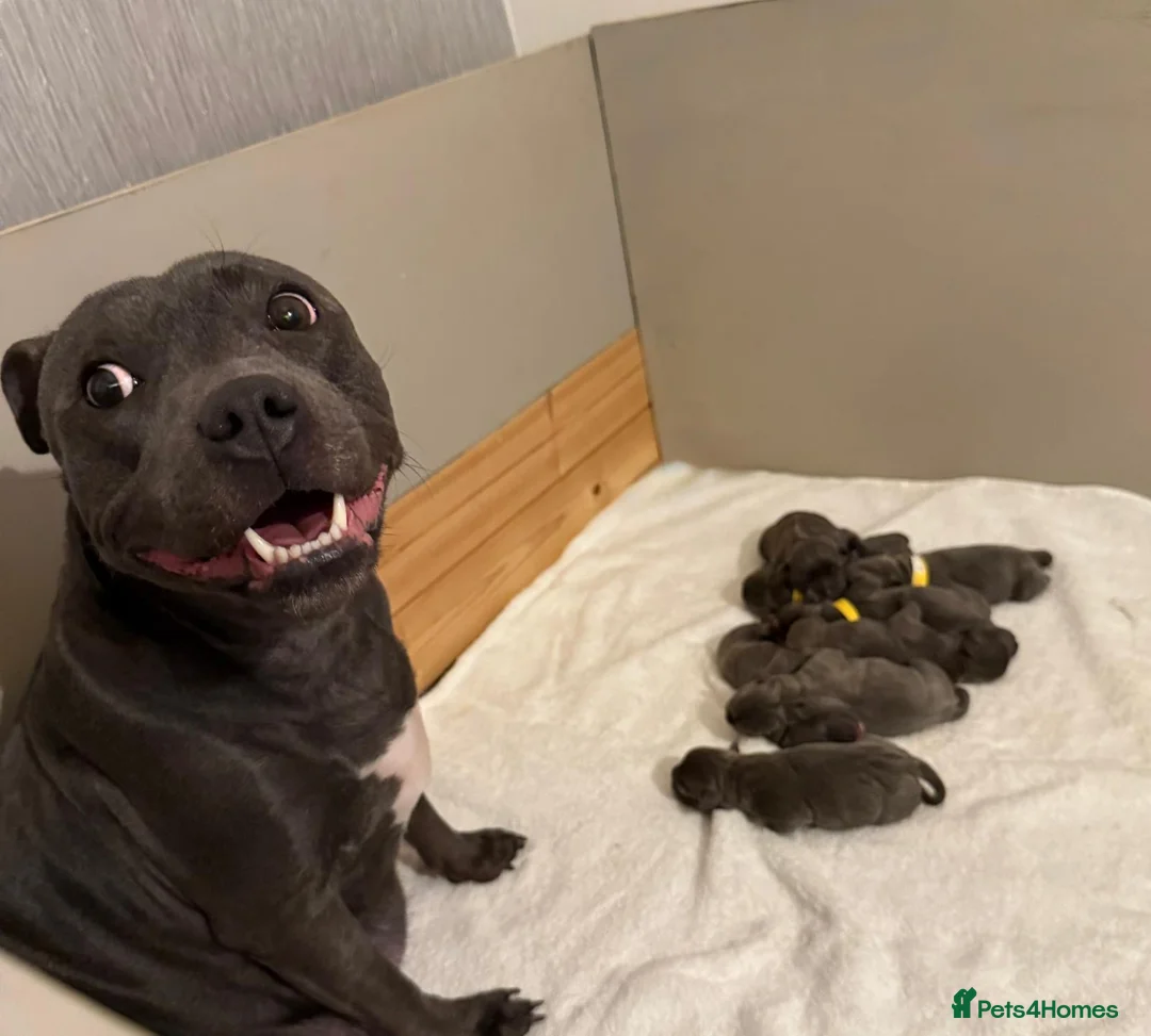 Staffordshire Bull Terrier dogs for sale: SUPERIOR BLUE STAFFORDSHIRE BULL TERRIER PUPS  - Advert 4