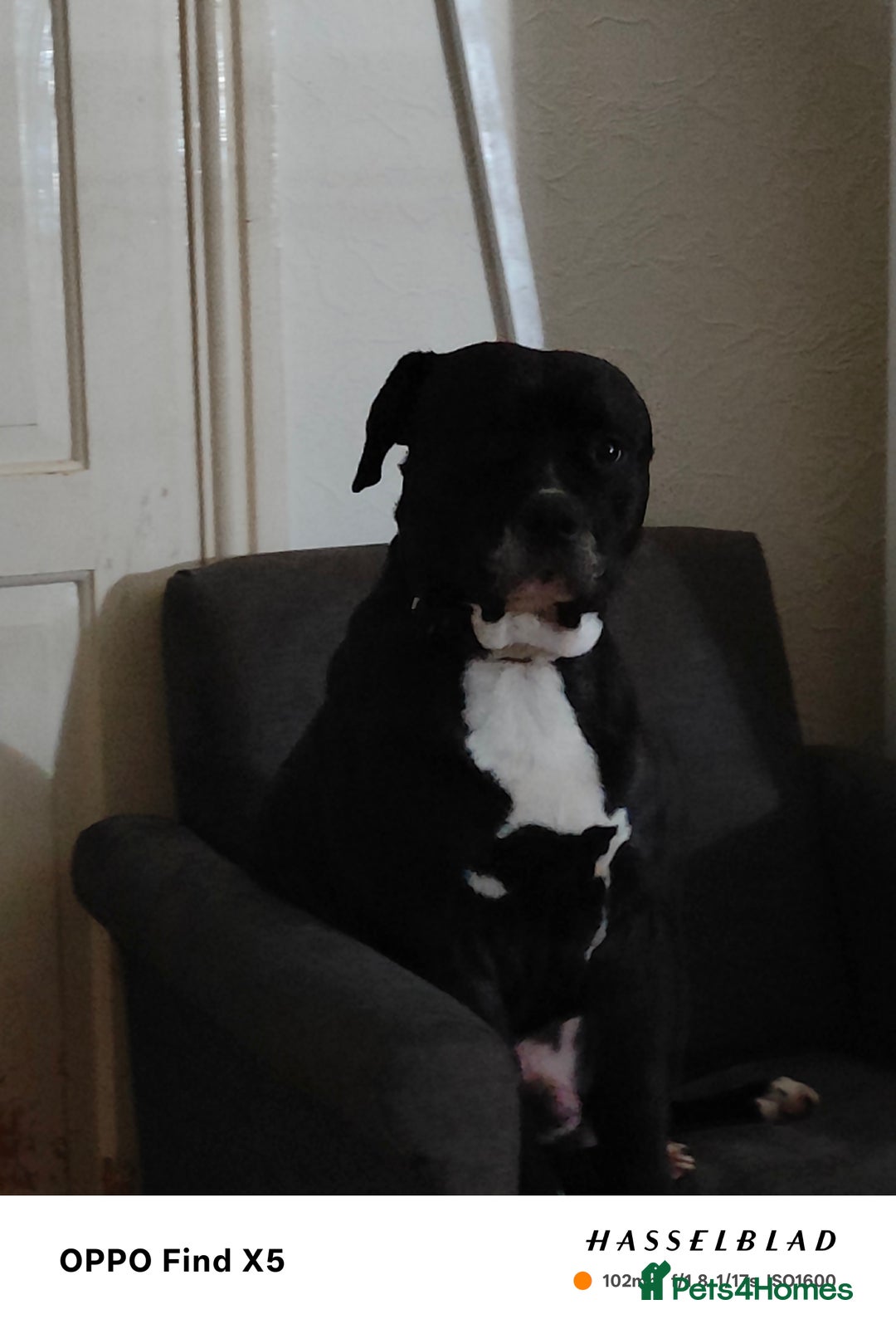 Staffordshire Bull Terrier dogs for sale: 1 female Staffordshire bull terrier puppy - Advert 5