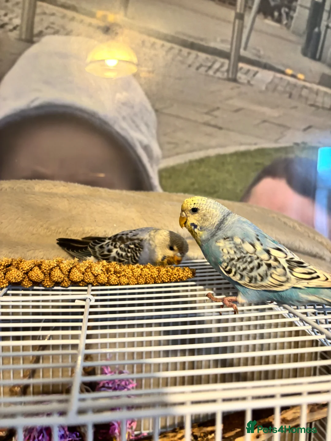 Parakeets birds for sale: 2 parakeets  in Swansea - Advert 2