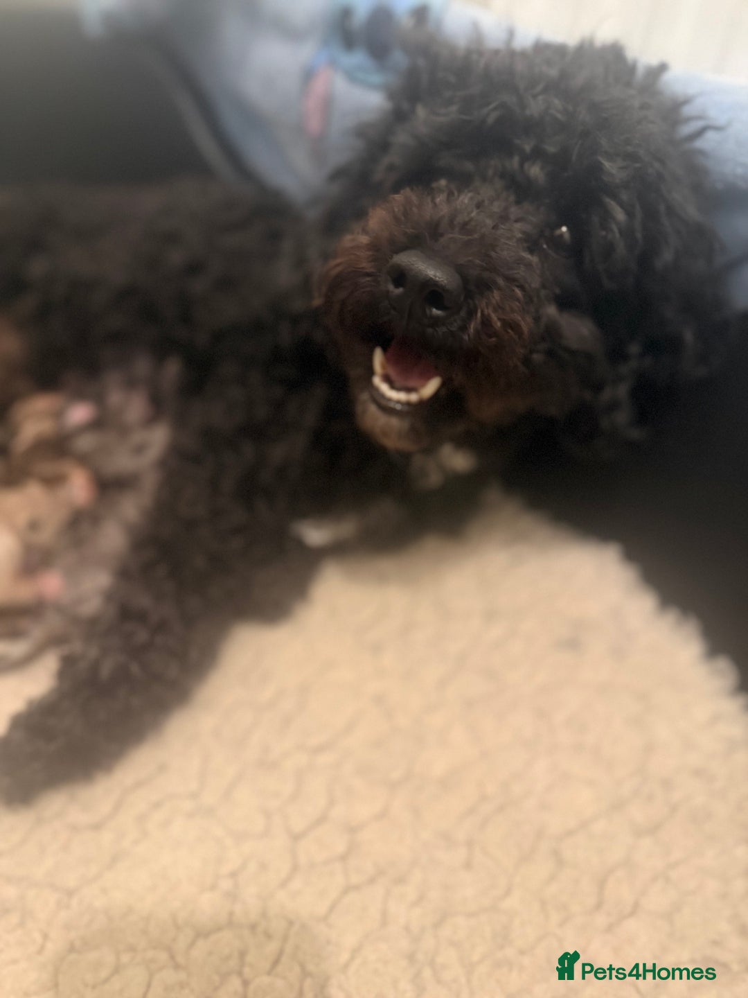 Poochon dogs for sale: 5 stunning poochon puppies with rare colourings  - Advert 5