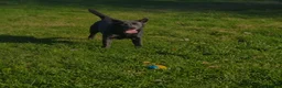 Labrador Retriever dogs for sale: KC Labrador puppies (Silver & Charcoal)  - Advert 18