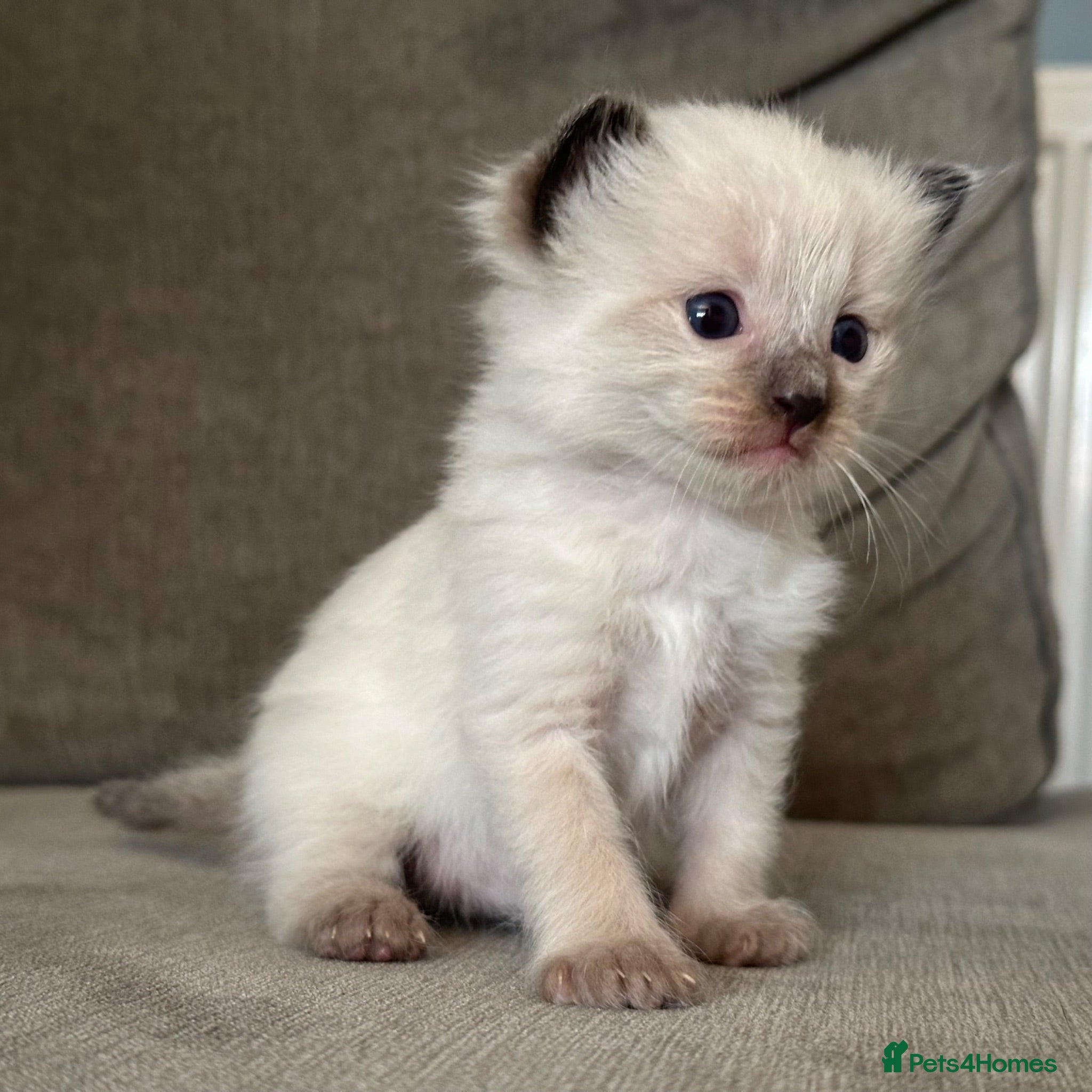 Ragdoll cats Ragdoll Kittens For Sale - Advert 3