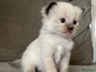 Ragdoll cats Ragdoll Kittens For Sale - Advert 3