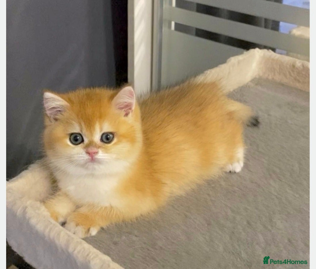 British Shorthair cats for stud: Pedigree Golden BSHstud, Green eyes, Active rgstrd - Advert 9