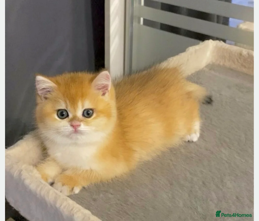British Shorthair cats for stud: Pedigree Golden BSHstud, Emerald eyes, Active rg - Advert 24