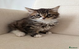 Maine Coon cats for sale: Tabby Kittens  - Image 15