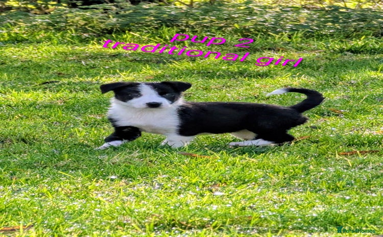 Border Collie dogs - Advert 1