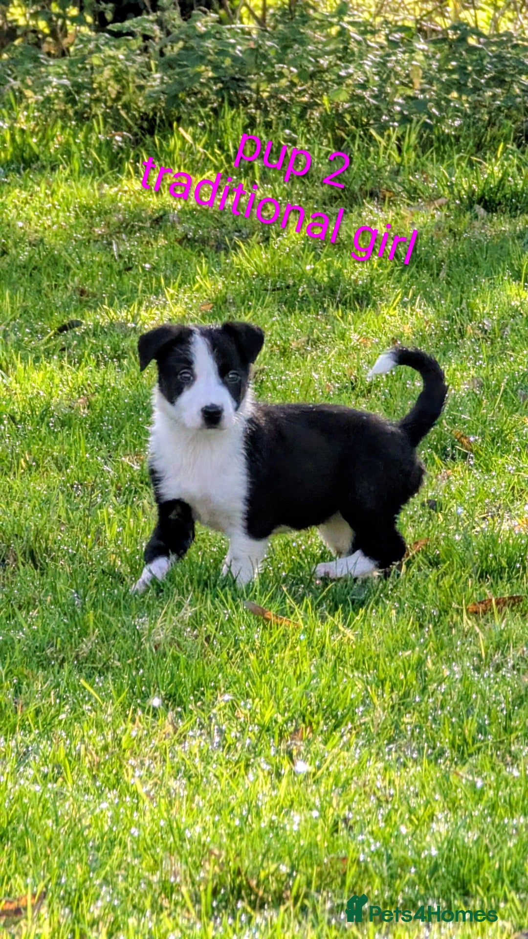 Border Collie dogs for sale: Farm bred collie pups - Image 1