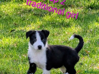 Border Collie dogs for sale - Advert 1
